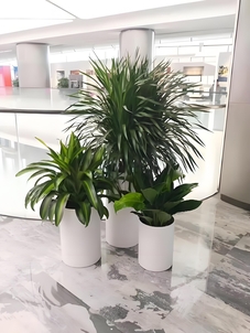 解锁宁波江北植物租赁设计，畅享自然之美